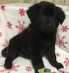 Denver-Fostered