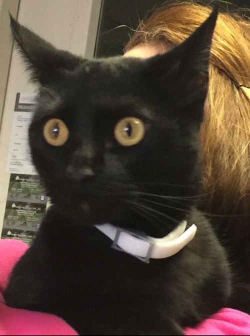 Shadow-Please visit him at Petsmart