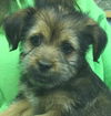 LiLi-Fostered