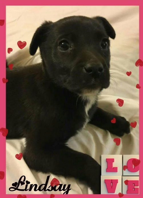 Lindsay-Fostered