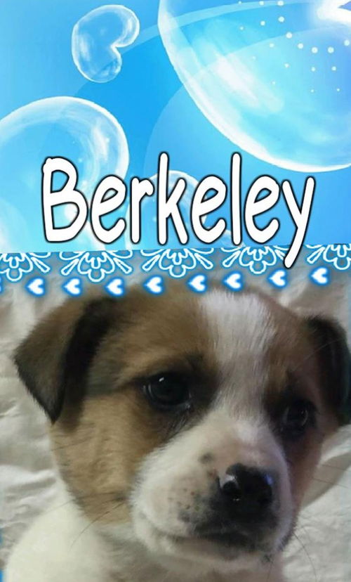 Berkeley-Fostered