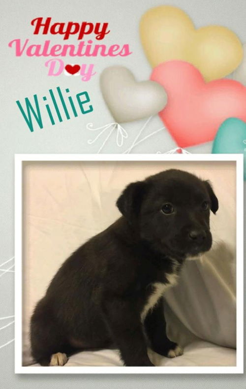 Willie-Fostered