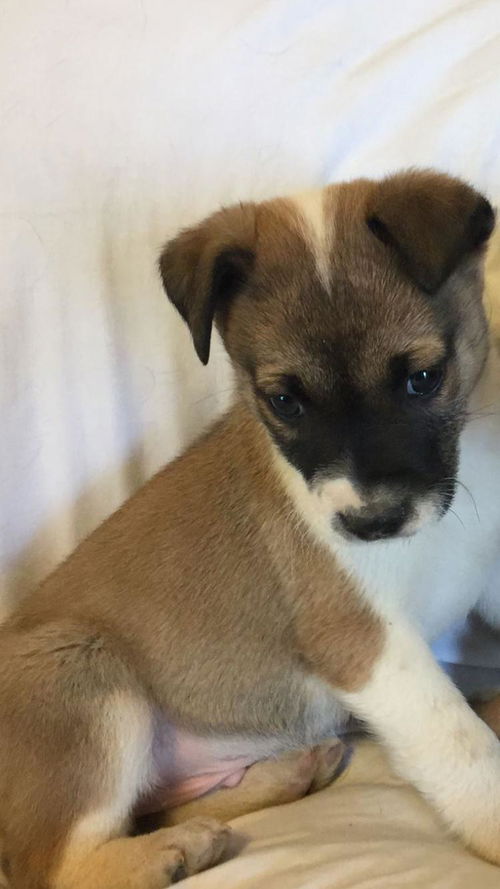 Scottie-Fostered