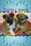Scottie-Fostered