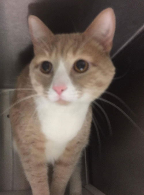 Simba-Visit him at Petsmart