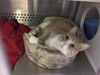 Simba-Visit him at Petsmart