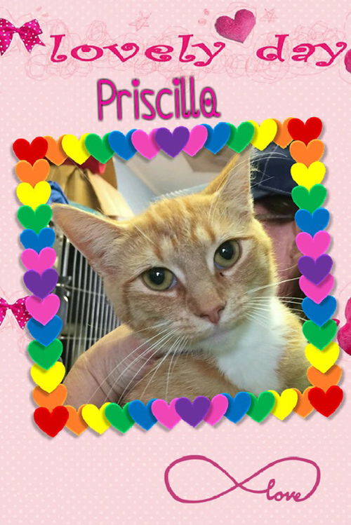 Priscilla-Visit her at Petsmart