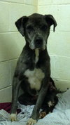 Coop-Fostered