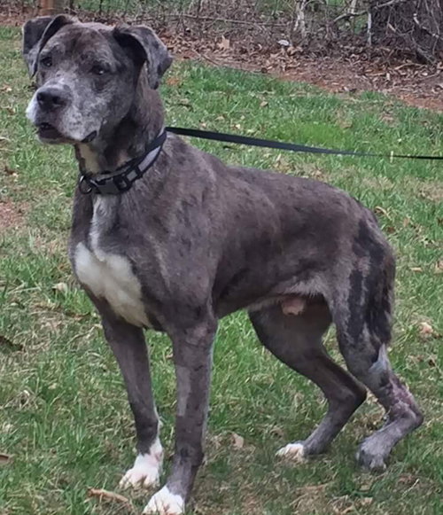 Coop-Fostered