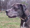 Coop-Fostered