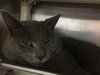 Maverick-Visit me at PetSmart!