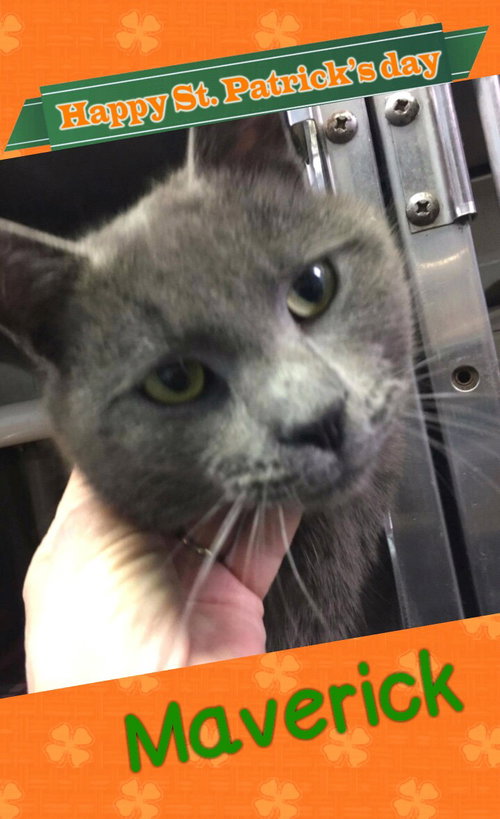 Maverick-Visit me at PetSmart!
