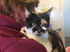 Lolita-Visit her at PetSmart