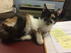 Lolita-Visit her at PetSmart