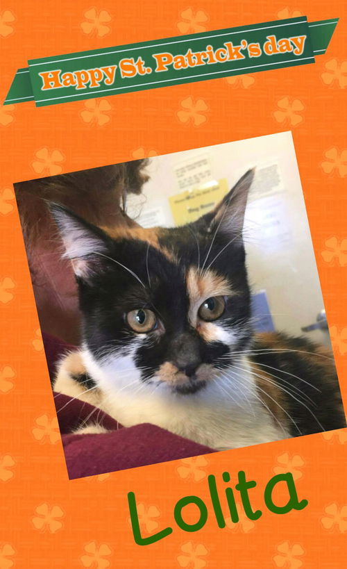 Lolita-Visit her at PetSmart