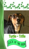 Turtle Trifle - Shelter