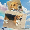 Yeti-Fostered