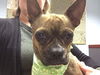 Lucy (Fostered)