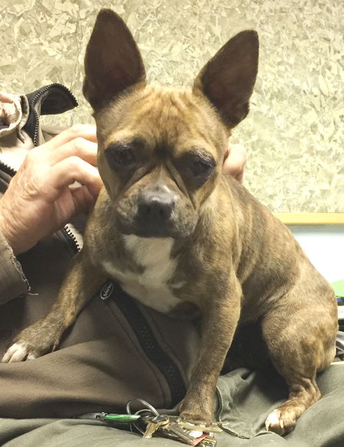 Lucy (Fostered)