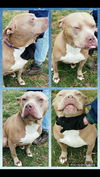 Hennessy-Fostered