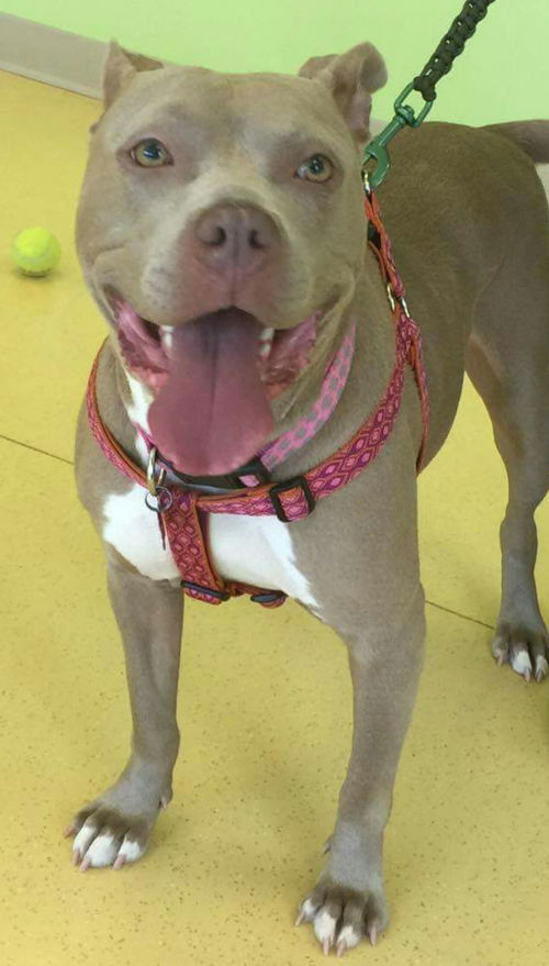 Hennessy-Fostered
