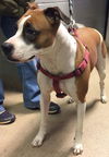 Bella-Fostered