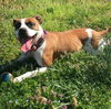 Bella-Fostered