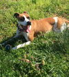Bella-Fostered