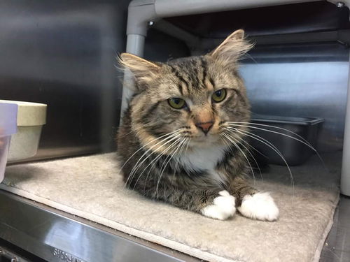 Wicket-Fostered