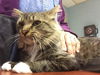 Wicket-Fostered