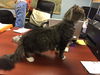 Wicket-Fostered