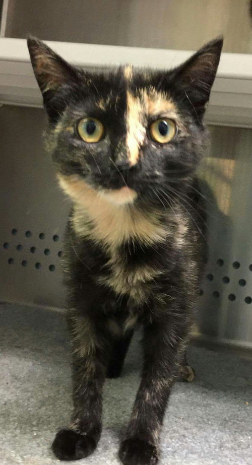 Jojo-Please visit her at Petsmart