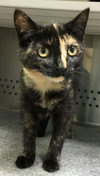 Jojo-Please visit her at Petsmart