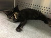 Jojo-Please visit her at Petsmart
