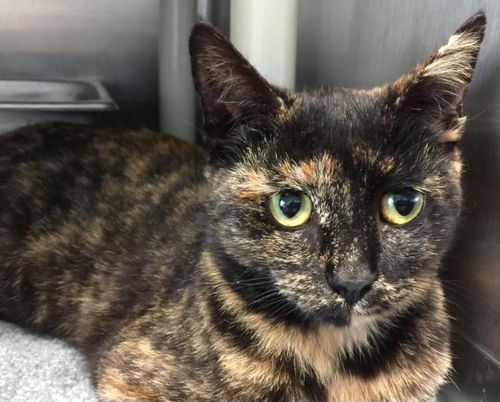 Windy-Please visit her at Petsmart