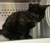 Windy-Please visit her at Petsmart