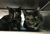 Windy-Please visit her at Petsmart