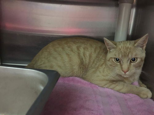 Sam (cat) - Fostered