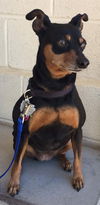 Precious Min Pin-Fostered