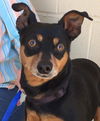Precious Min Pin-Fostered