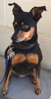 Precious Min Pin-Fostered