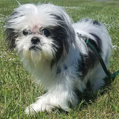 Harry-Fostered