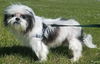 Harry-Fostered