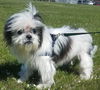 Harry-Fostered