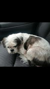 Harry-Fostered