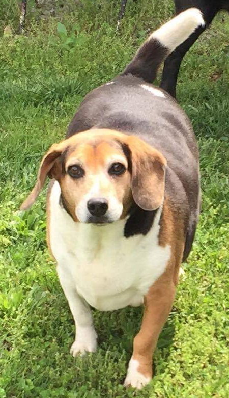 Hoss-Fostered