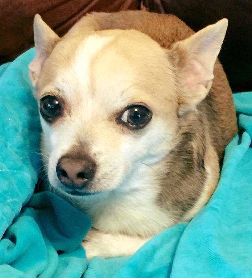 Junior-Fostered