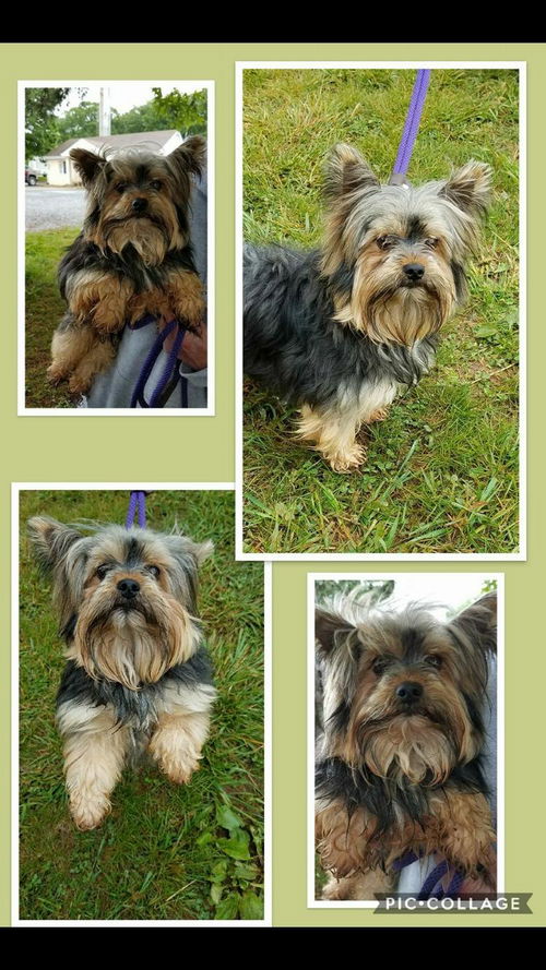 Benjamin (yorkie)-Shelter