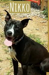 Nikko-Fostered