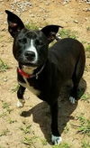 Nikko-Fostered